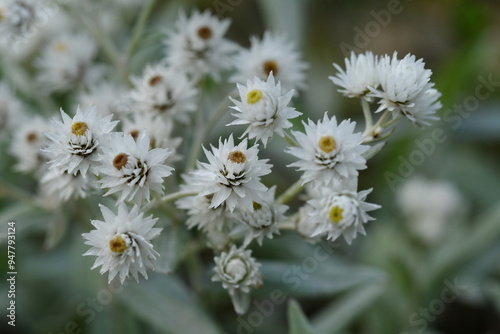 Anaphalis triplinervis