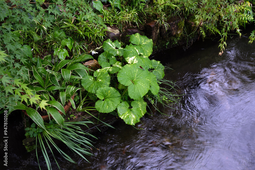 Naklejka premium 緑がきれいな雨の日のいがわ小径