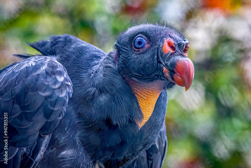 colorful close-up portrait of a king vulture photo