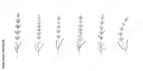 Linear lavender flower clipart. Wildflower. Lavender extract for cosmetics, oil, medicine. Blooming blossom drawing. Line art, contour, sketch. Summer and spring garden. Vector isolated on white.