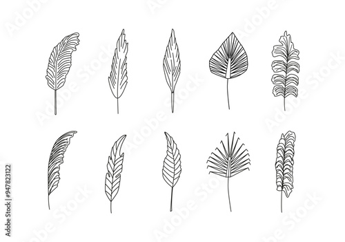 Linear pampas grass, selloana grass. Dried grass, panicle, feathery branches. Japanese interior bouquet. Floral botanical line art. Coloring page. Black and white drawing. Vector isolated on white.