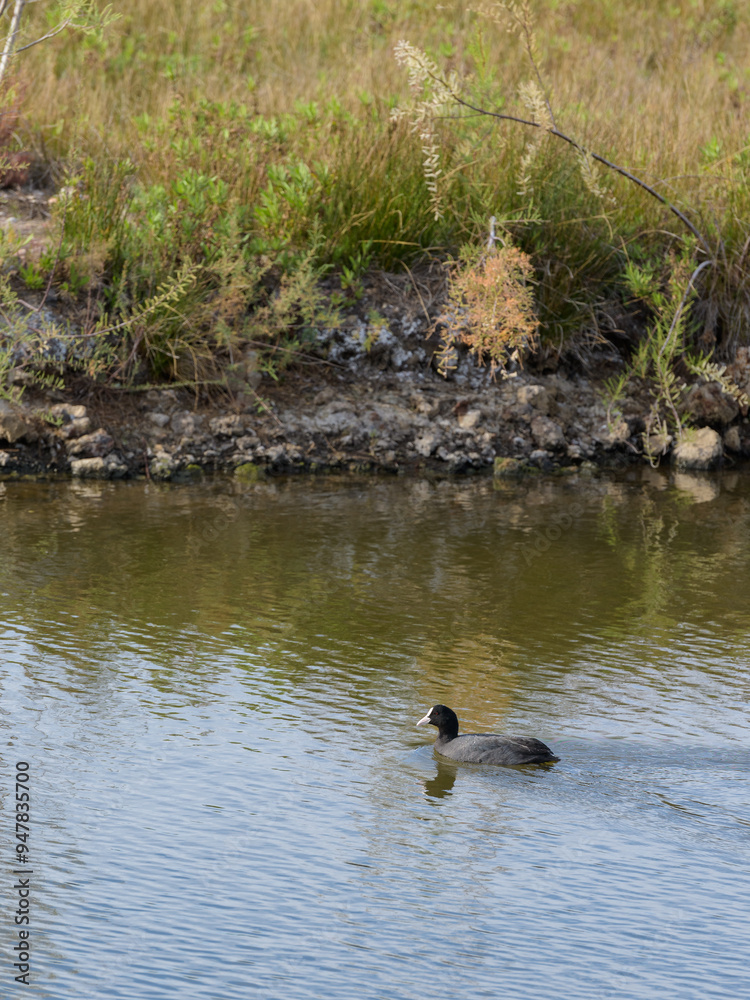 FOCHA COMUN (Fulica Atra) FOCHA COMUN (Fulica Atra)