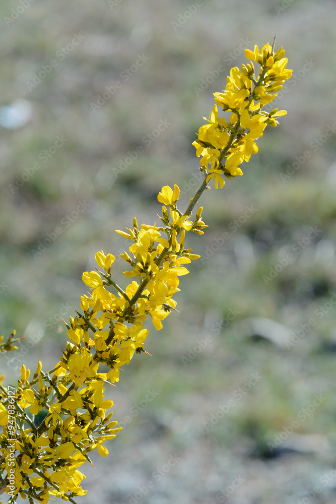 FLORES DE ALIAGA (Genista Scorpius) FLORES DE ALIAGA (Genista Scorpius)