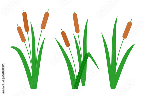 Southern cattails, Typha domingensis, and common cattails, Typha latifolia. Group of wetland plants marsh reed. Vector illustration in flat style for children's simple design.