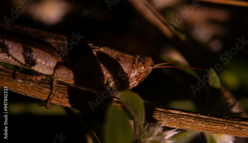 close up of brown grasshopper camouflaged with stem photo