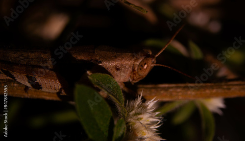 close up of brown grasshopper camouflaged with stem photo