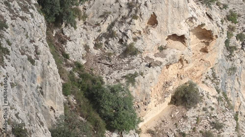 Buitre leonado gyps fulvus vuela sobre el bosque del barranco del Cint en Alcoy, España Buitre leonado gyps fulvus vuela sobre el bosque del barranco del Cint en Alcoy, España