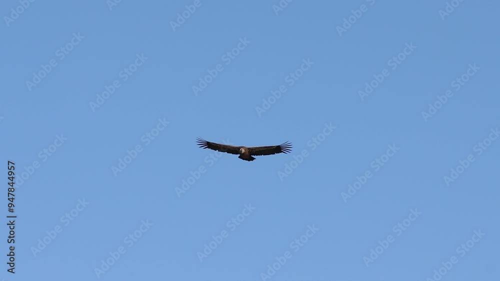 Acercamiento frontal de buitre leonado volando con fondo de cielo azul, Alcoy, España Acercamiento frontal de buitre leonado volando con fondo de cielo azul, Alcoy, España