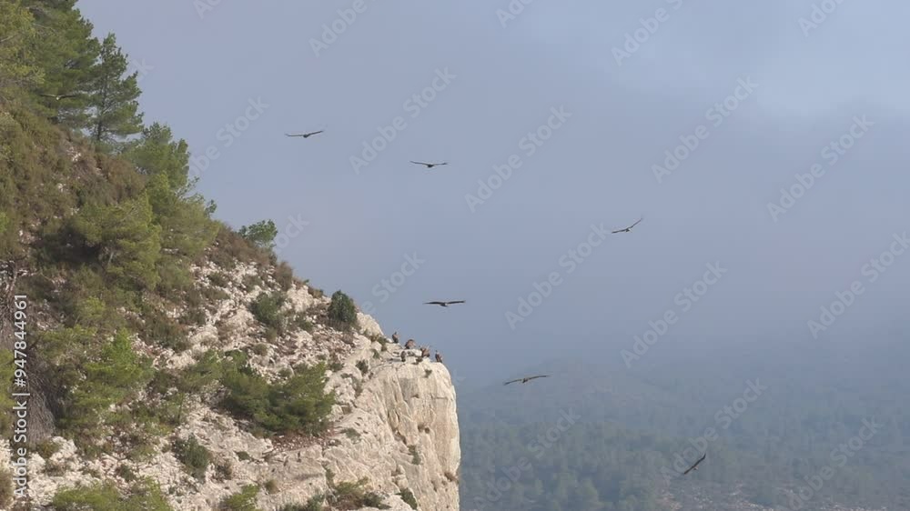 Bandada de buitres leonados volando en circulos junto al acantilado del Alt de les Pedreres en Alcoy, España Bandada de buitres leonados volando en circulos junto al acantilado del Alt de les Pedreres en Alcoy, España