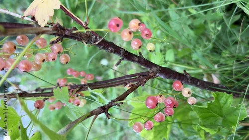 a bunch of red currant berries grows on a branch on a summer day. Vetical footage. photo