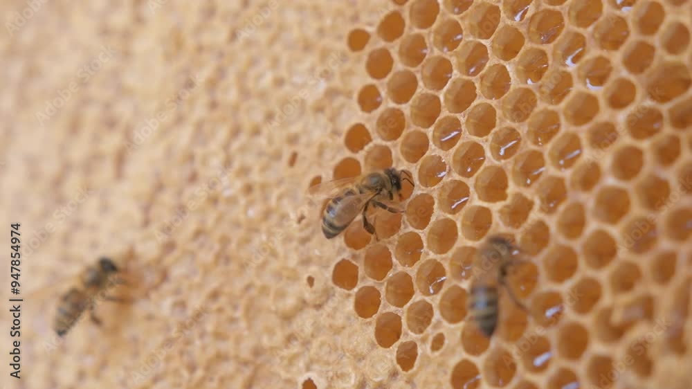 natural honeycombs with working bees in beautiful sun light. close up footage natural honeycombs with working bees in beautiful sun light. close up footage