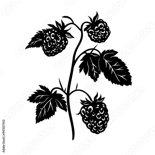 vector silhouette of a Youngberry photo