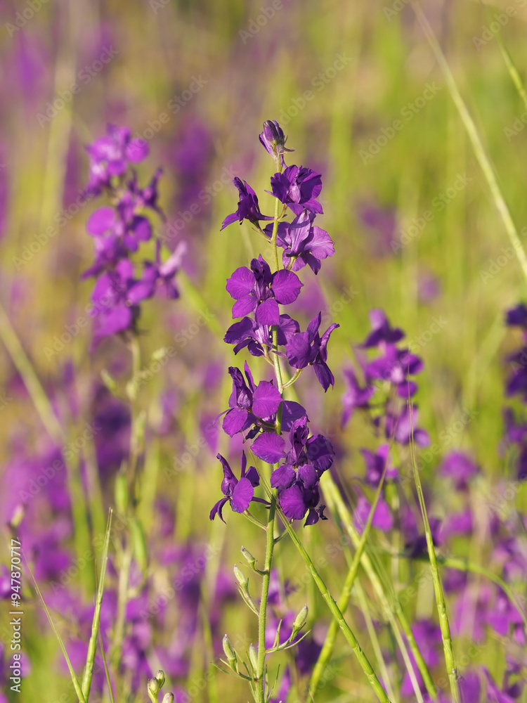 Fototapeta premium Purple wild flower field of oriental knight spur plant, Consolida orientalis 