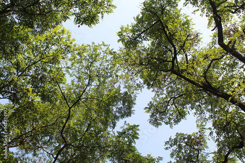 leaves against blue sky, branches with green leaves on the background of the blue sky 