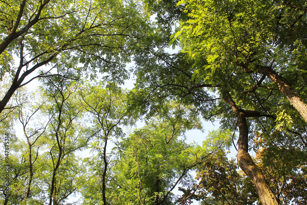 Obraz premium beautiful view of trees in the forest, acacia trees