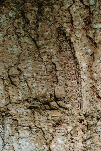 Close-up view of rough tree bark showcasing intricate textures and natural patterns in a forest setting during daylight hours photo