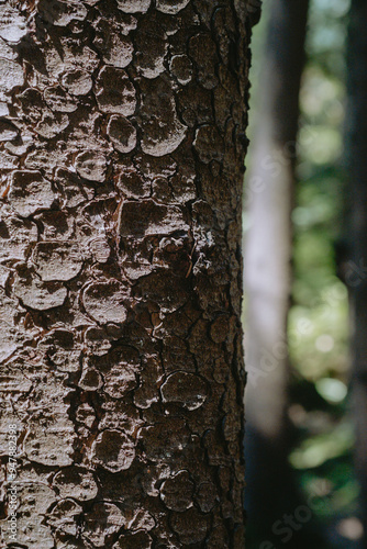 Close-up view of a textured tree trunk in a lush forest showcasing natural patterns and colors during daylight photo