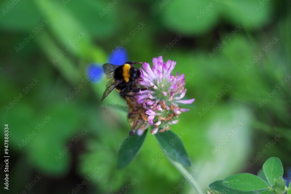Naklejka premium アカツメグサに飛んで来たハナマルバチ