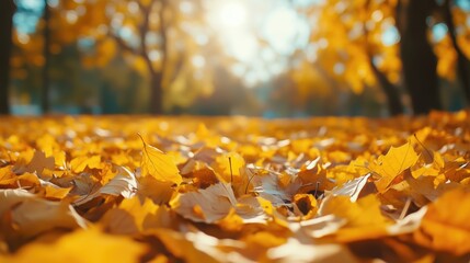 Beautiful yellow and orange leaves in an autumn park against sunny day park background low angle photo