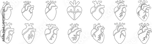 detailed human heart Vector illustration for medical education and health related designs