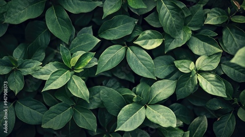 Wallpaper Mural Dark green leaves top view Torontodigital.ca