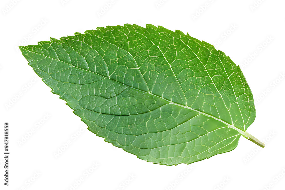 fresh green mint leaf isolated on a transparent background fresh green mint leaf isolated on a transparent background