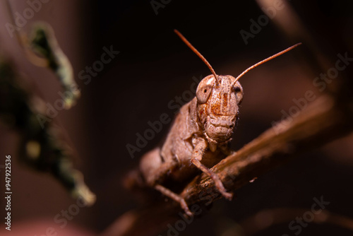 close up of brown grasshopper camouflaged with stem photo