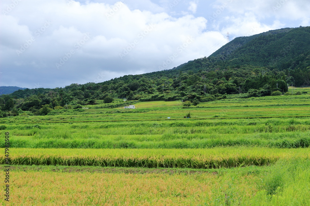 Fototapeta premium 山裾に広がる田