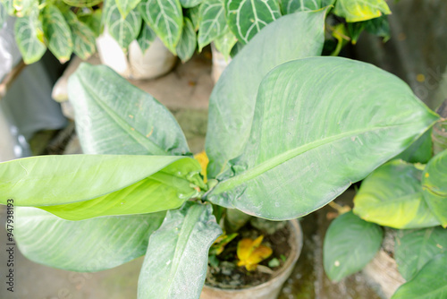 Banana tree saplings compete to develop