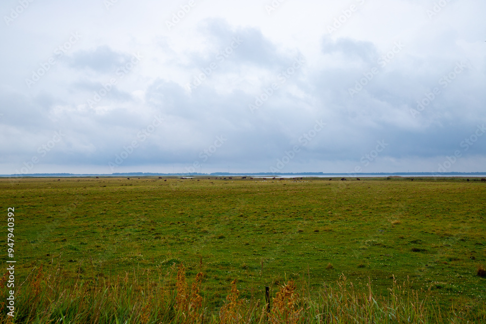 Fototapeta premium Wide grass landscape on the North Sea coast of Denmark