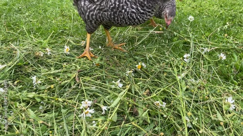 Ethical Husbandry. Chicken outside in a meadow in summer. Scratching in hay. Species appropriate. Horizontal video, side view.