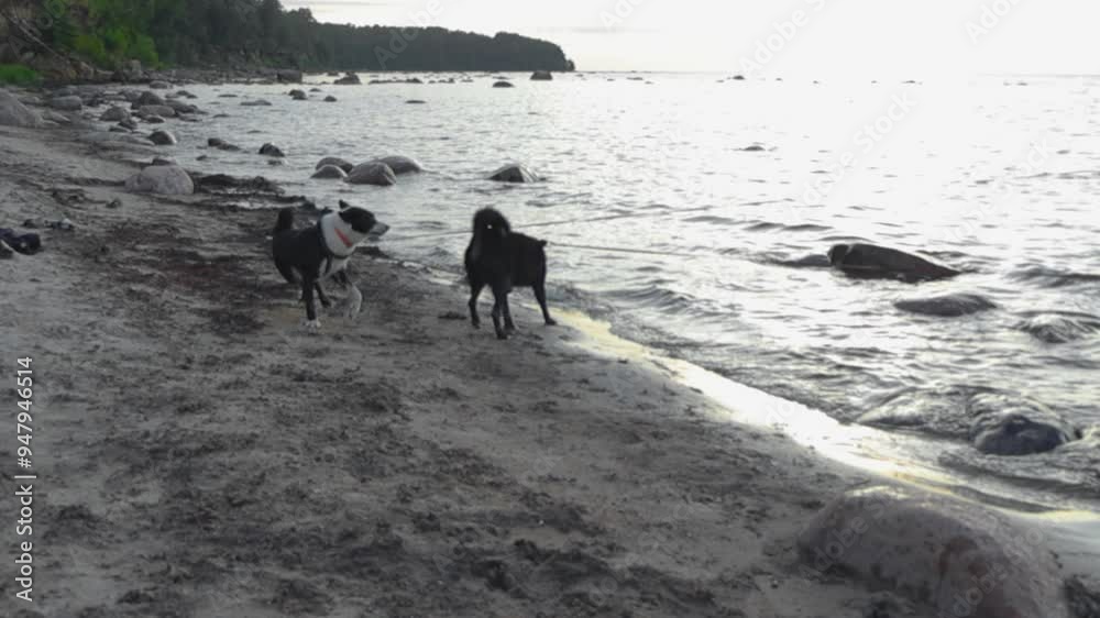 Two Karelian bear dogs playing on a beach with each other while both are on a leash and ocean sea water is in slow motion in the background with rocks and sand shoreline visible. it is dusk or evening Two Karelian bear dogs playing on a beach with each other while both are on a leash and ocean sea water is in slow motion in the background with rocks and sand shoreline visible. it is dusk or evening