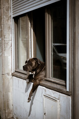 Leinwandbilder Französische Bulldogge Hund schaut neugierig aus dem Fenster  © Cavan