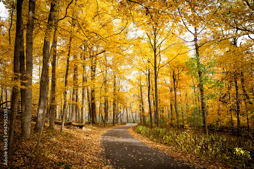 Obraz premium Scenic drive in fall woods with tall golden yellow trees