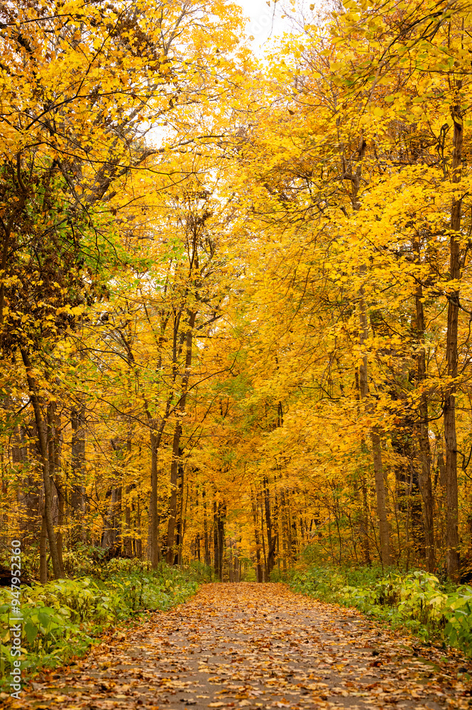 Fototapeta premium Autumn leaf-covered path with yellow and orange trees