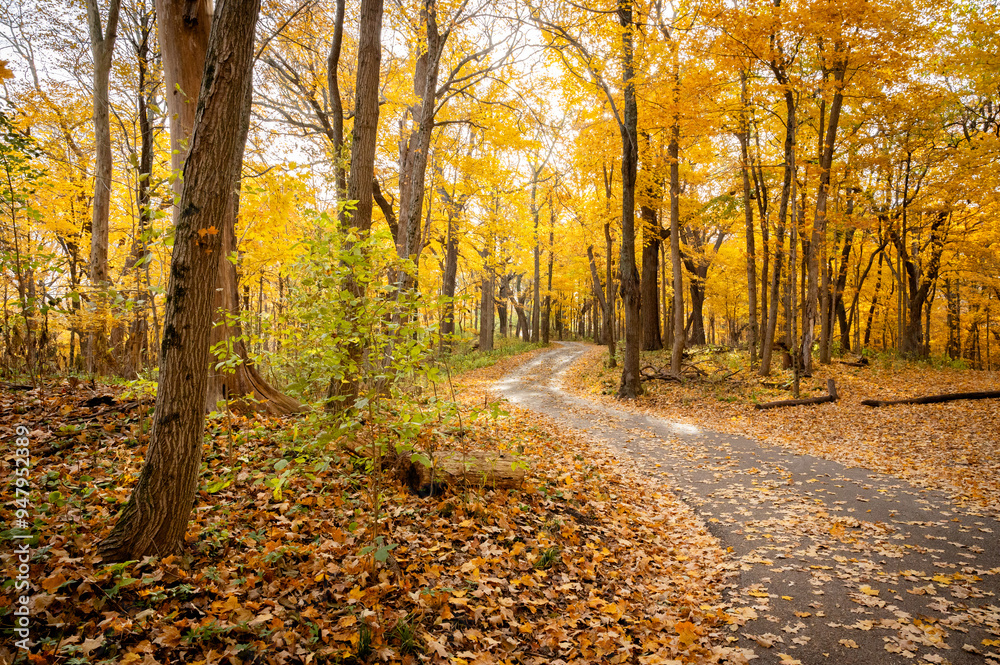 Fototapeta premium Winding rustic road in autumn with yellow and orange leaves