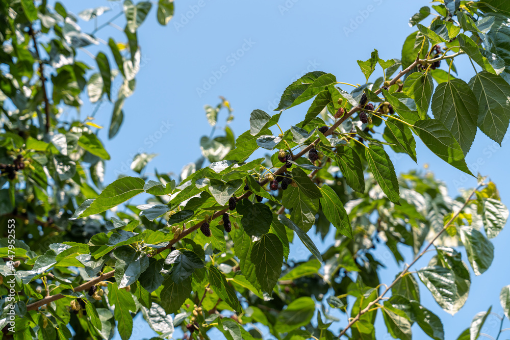 A tree with green leaves and black berries A tree with green leaves and black berries