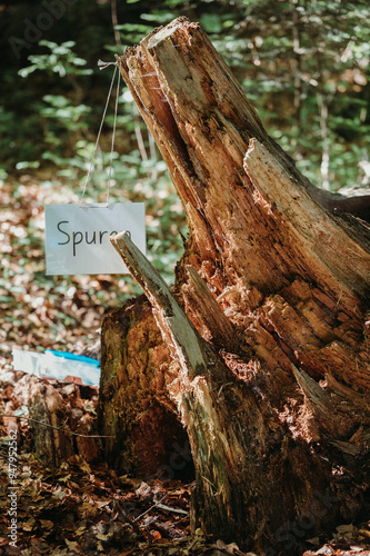 Forest-themed preschool display with track sign hanging on a string. photo