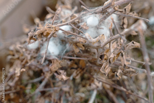 A branch with a spider web on it photo