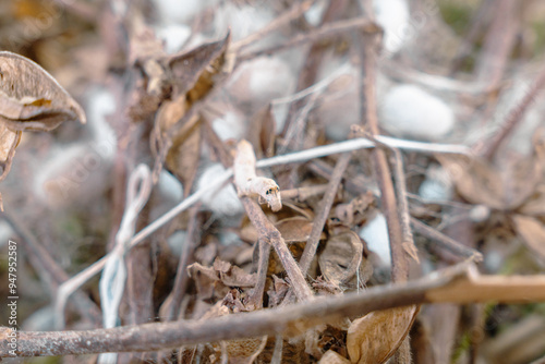 A small white caterpillar is crawling on a branch covered photo