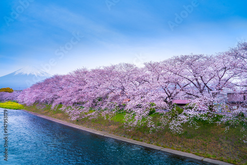 Photography Cherry blossoms bloom along the Wrui River in Japan's Shizuoka Prefecture