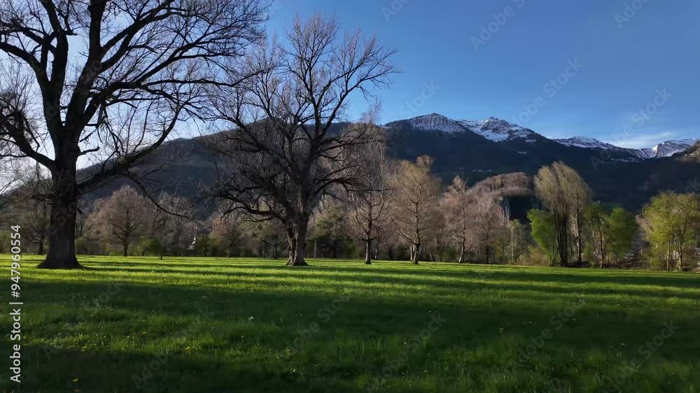 Swiss Alps Switzerland, snowy peak, view from grass field with tree, nature Swiss Alps Switzerland, snowy peak, view from grass field with tree, nature