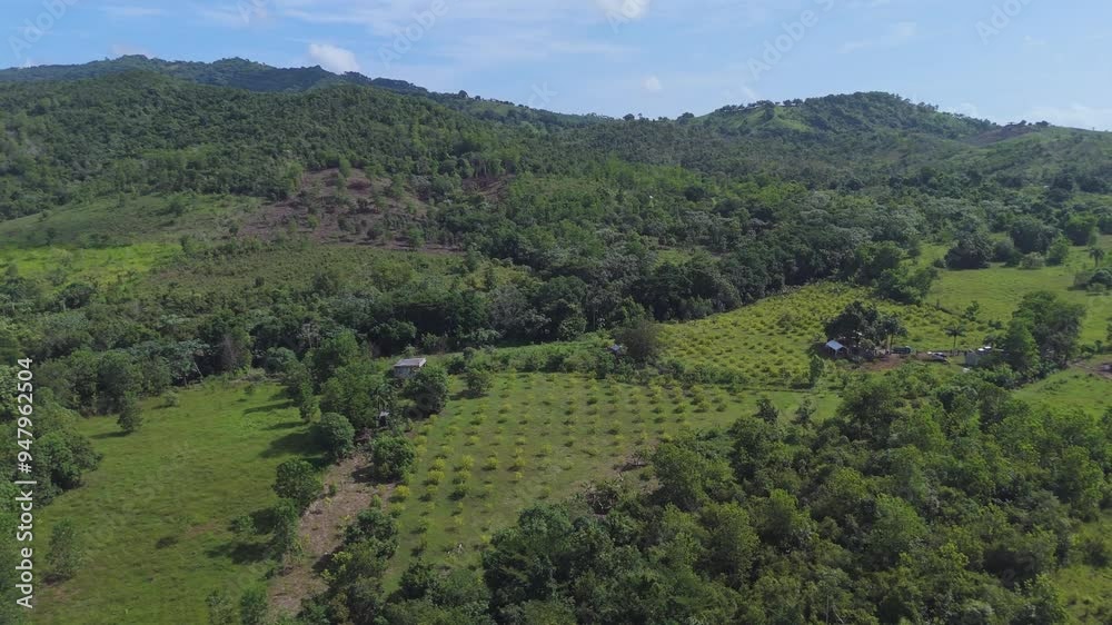Aerial panorama of green fields in Yamasa, Monte Plata, providing a detailed view of the richness of the crops and the natural beauty of the region from above Aerial panorama of green fields in Yamasa, Monte Plata, providing a detailed view of the richness of the crops and the natural beauty of the region from above