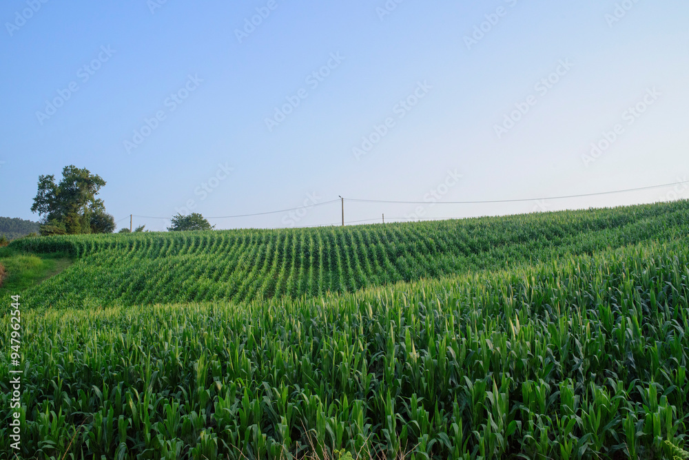 Cultivo de maíz sobre colinas onduladas Cultivo de maíz sobre colinas onduladas