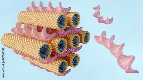 3d rendering of hexagonal phase consists of DNA rods between rodlike lipid micelles arranged on a hexagonal lattice photo