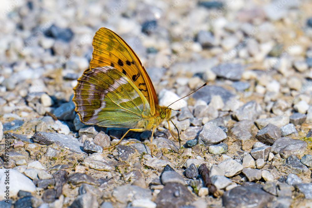 Kaisermantel oder Silberstrich (Argynnis paphia) Kaisermantel oder Silberstrich (Argynnis paphia)