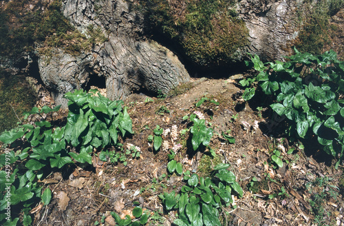 Latraea squamaris or common toothwort flowers and Arum maculatum or jack-in-the-pulpit leaves photo