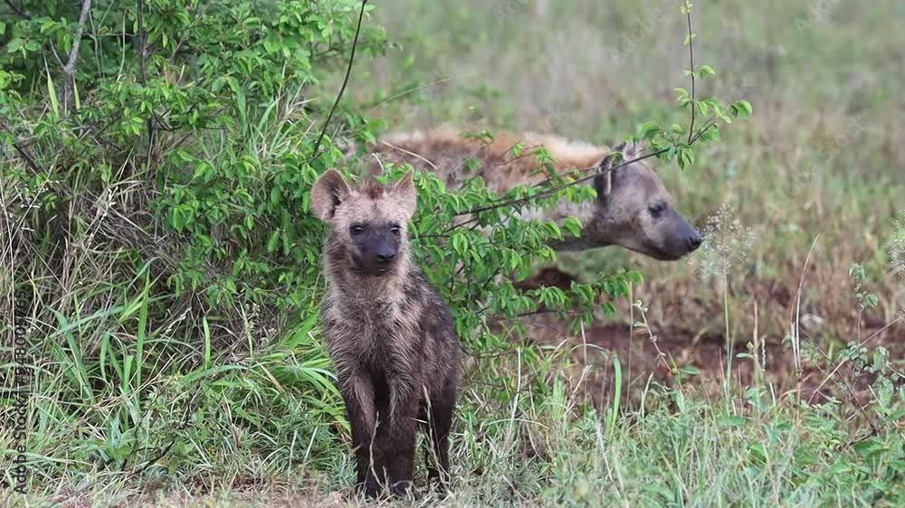 Juvenile hyena in African bush curiously looking around close to its mom Juvenile hyena in African bush curiously looking around close to its mom