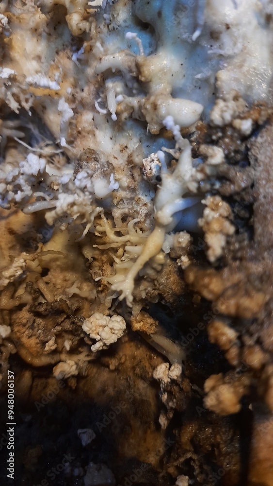 espeleotemas na caverna terra ronca, em são domingos, goiás espeleotemas na caverna terra ronca, em são domingos, goiás