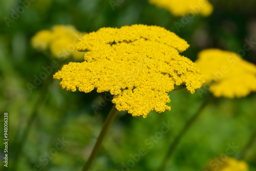 Fern-leaf yarrow flowers #948006338